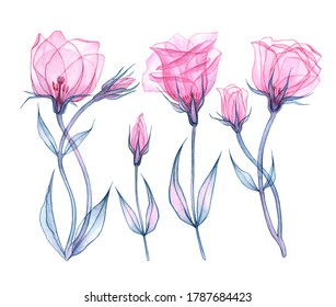 set Pink transparent eustoma  x  ray eustoma flower  delicate flower  stem and leaves  petals   pistils  hand drawn watercolor painting  flower frame drawing isolated white background