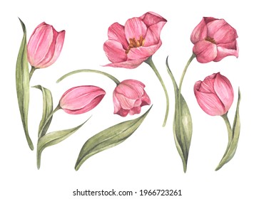 Set of Pink tulips isolated on white background. Watercolor floral botanical illustration. - Powered by Shutterstock