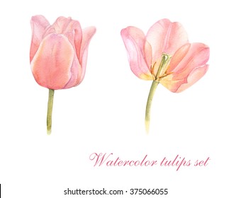 Set Of Pink Watercolor Tulips