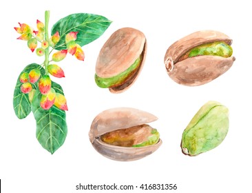 set of pistachio nuts on a white background, nuts isolated, watercolor illustration