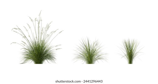 Set of Prairie dropseed Sporobolus heterolepis grass isolated on a white background perfectly cutout high resolution