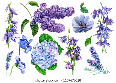 set of purple flowers on isolated background, hydrangea, anemone, lilac, lavender, pansies, bells, watercolor painting