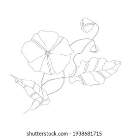 set of raster contour flowers - poppy with leaves Sketch