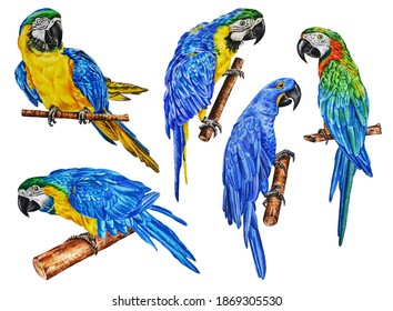Set of realistic blue macaw parrots. Tropical exotic birds on a white background. Hand drawn. Template. Illustration. Watercolor.