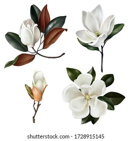 Set of realistic botanical magnolias flowers, leaves and buds	