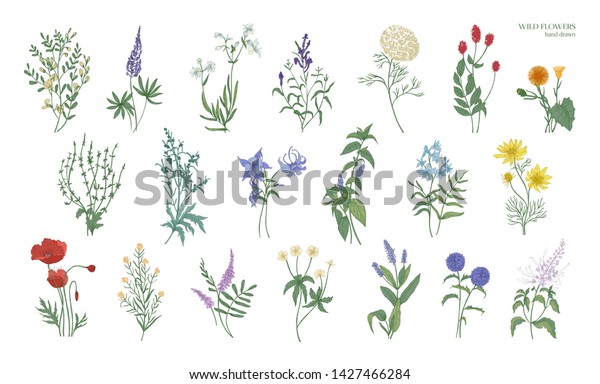 白い背景に実物の細かいカラフルな絵のセット 野草の花 草本の花 美しい花 手描きの植物イラスト のイラスト素材