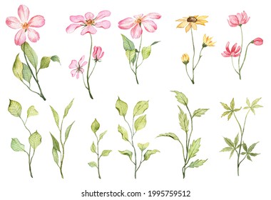 Set with realistic detailed flowers blossom. Watercolor hand painted flowers and leaves isolated on white background. Collection with beautiful botany
