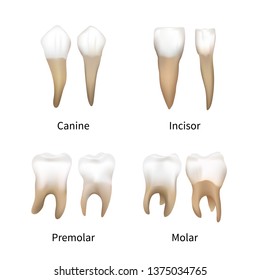 Set Of Realistic Human Teeth Types On White