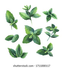 Set of realistic mint and peppermint leaves. Isolated on white background. Hand drawn watercolor illustration for design fabric textile, wallpaper, cooking site, menu, book, poster, label, logo.