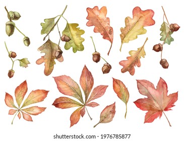 Set with realistic wilted leaves. Autumn botanical illustration. Watercolor plants isolated on white