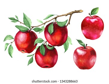 Set of red apples on a branch. Watercolor illustration of a sweet fruit on a white background. Isolated drawing.