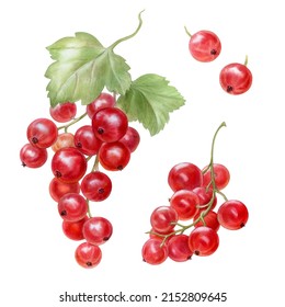 Set With Red Currant Berries, Watercolor Illustration