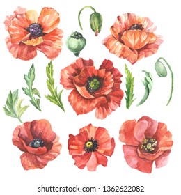 set of red poppies and leaves.watercolor