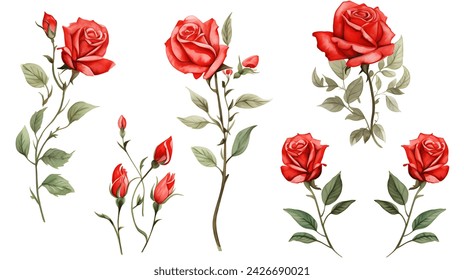 Set of red rose flower and elements - leaves, buds, stem. Watercolor artwork illustration for Valentine day, Mother day, wedding, save date card, birthday or anniversary posters - Powered by Shutterstock