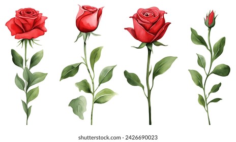 Set of red rose flower and elements - leaves, buds, stem. Watercolor artwork illustration for Valentine day, Mother day, wedding, save date card, birthday or anniversary posters - Powered by Shutterstock