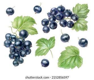 Set With Ripe Blackcurrant Berries, Watercolor Illustration