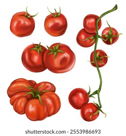 A set of ripe red tomatoes. Healthy food, sustainable gardening, eco food. Vegetarianism, healthy lifestyle, diet. Vegetable sauce, fruit, green. Agriculture and farming style. Isolated illustration. - Powered by Shutterstock