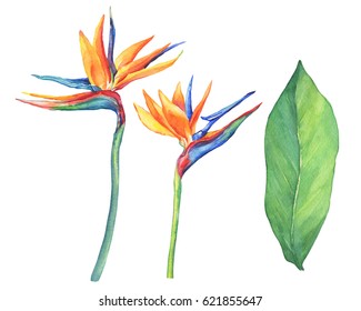 Set of ropical flower Strelitzia reginae. Hand drawn watercolor painting on white background.