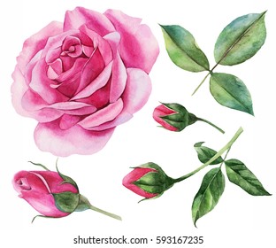 Set of roses, buds, leaves, twigs. For invitations, postcards, greetings. Watercolor Botanical floral illustration on white background