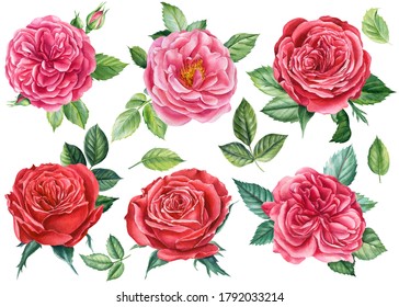 Big Set Flowers Roses Leaves Bud Stock Illustration 1372606628 