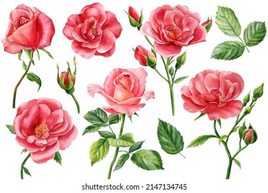 Set Roses On Isolated White Background, Watercolor Clipart, Hand Drawing, Botanical Illustration