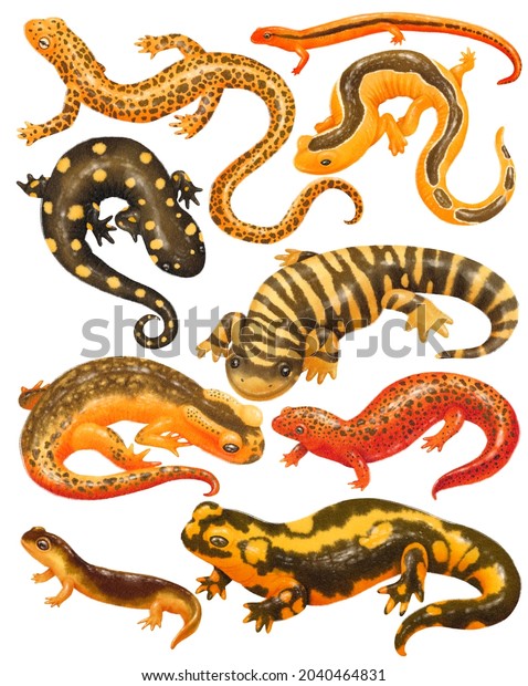 Set Salamander Creatures Realistic Watercolor Hand Stock Illustration ...