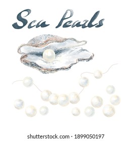 Set sea pearls  An open seashell and piece jewelry  string and pearls  beads separately isolated white background  Hand  drawn sketch 