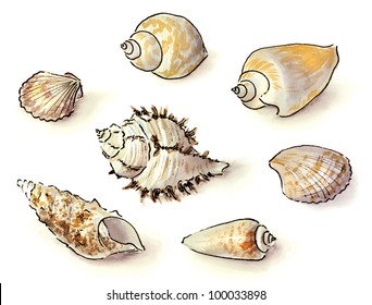 Set Of Sea Shells. Drawing Watercolor