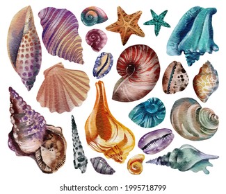 Set Of Seashells - Conch, Fan Shell, And Cockle-shell. Sea Shells Watercolor Hand Drawn Illustration Set Isolated On White Background For Banner, Poster, Print, Postcard