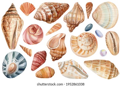 Set Of Seashells On Isolated White Background, Watercolor Illustration, Sea Clipart