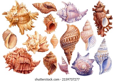 Set of Seashells on isolated white background, watercolor illustration, shells clipart. 