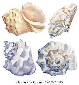 Set Of Shells, Seashells Isolated Background. Watercolor Hand Drawing Underwater Life . High Quality Illustration