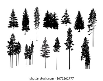 Set. Silhouettes of pine trees.  
