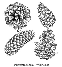 Set of sketch hand drawing pine cones on white background. Collection of Christmas hand drawn fir cones. Conifer cones of various trees cedars, firs, hemlocks, larches, pines and spruces.