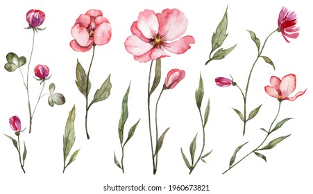 Set with soft flowers on green stems. Hand painted watercolor wild flowers isolated on white background