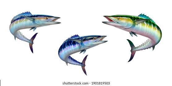 Set Spanish Mackerel Wahoo Dark Blue Fish Big Fish On White Realistic Illustration Isolate. Oceanic Big Mackerel Green Predatory Fish With Open Mouth.
