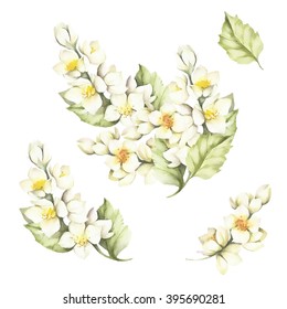 The Set Of The Sprig Of Jasmine.Watercolor Illustration