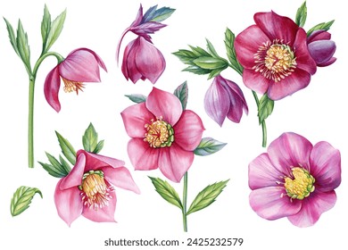set of spring flower hellebores isolated on a white background., hellebore watercolor illustration, botanical painting