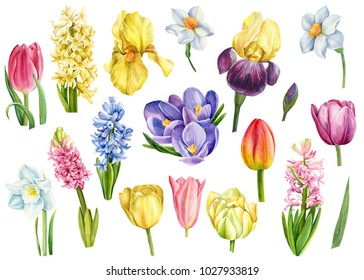 Set of spring flowers, hyacinths, tulips, crocuses, irises and nartssysy, watercolor illustration, hand drawing, botanical painting
