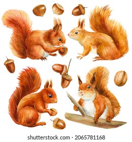 Set Of Squirrel And Acorn, Walnut, Hazelnut, Isolated On White Background. Watercolor Illustration