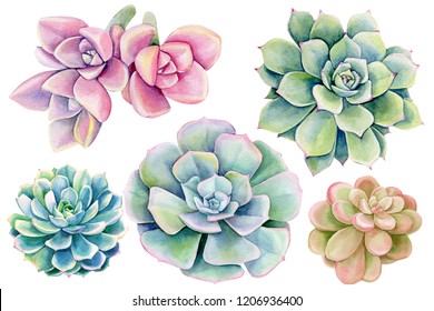 Set of succulent on an isolated white background, Green and pink plant. Watercolor illustration, botanical painting, hand drawing