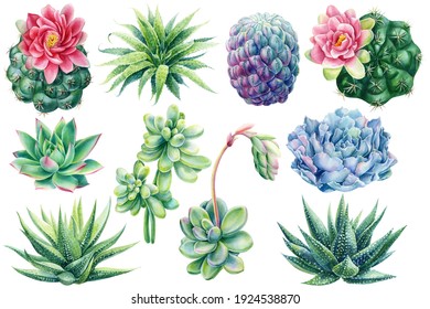 Set of succulents. Echeveria, haworthia, aloe and cactus, watercolor illustration, botanical painting