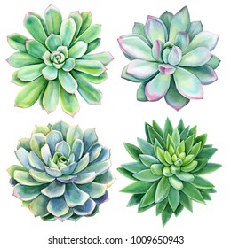 set of succulents, green bouquet, echeveria watercolor illustration, botanical painting