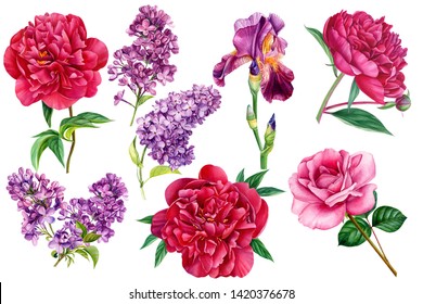 set of summer beautiful flowers, burgundy peonies, lilac, iris and rose on an isolated white background, botanical illustration, watercolor painting, greeting card
