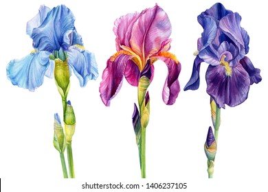 set of summer beautiful flowers irises on a white isolated background, watercolor illustration, botanical painting