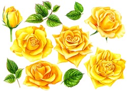 Set Of Summer Flowers, Yellow Roses With Buds And Leaves  On An Isolated White Background, Watercolor Illustration, Botanical Painting