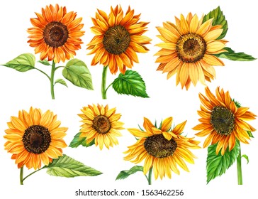 Set Of Sunflowers On A White Background, Watercolor Hand Drawing