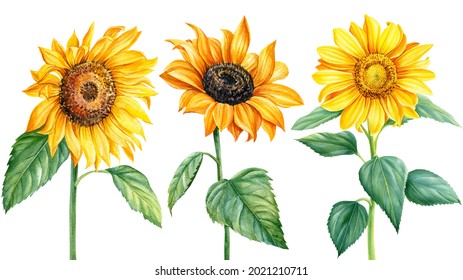 Set sunflowers, watercolor illustration, isolated white background, flora design 