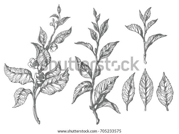葉と花を持つ茶の枝 植物図 スケッチ ハッチング リアル 自然 白い背景に有機物 のイラスト素材