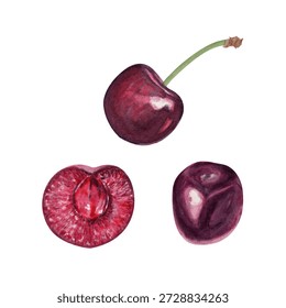 Set of three cherries including one half with pit, and one with stem isolated on white. Hand-painted watercolor illustration with glossy texture ideal for food packaging, labels, recipes, summer